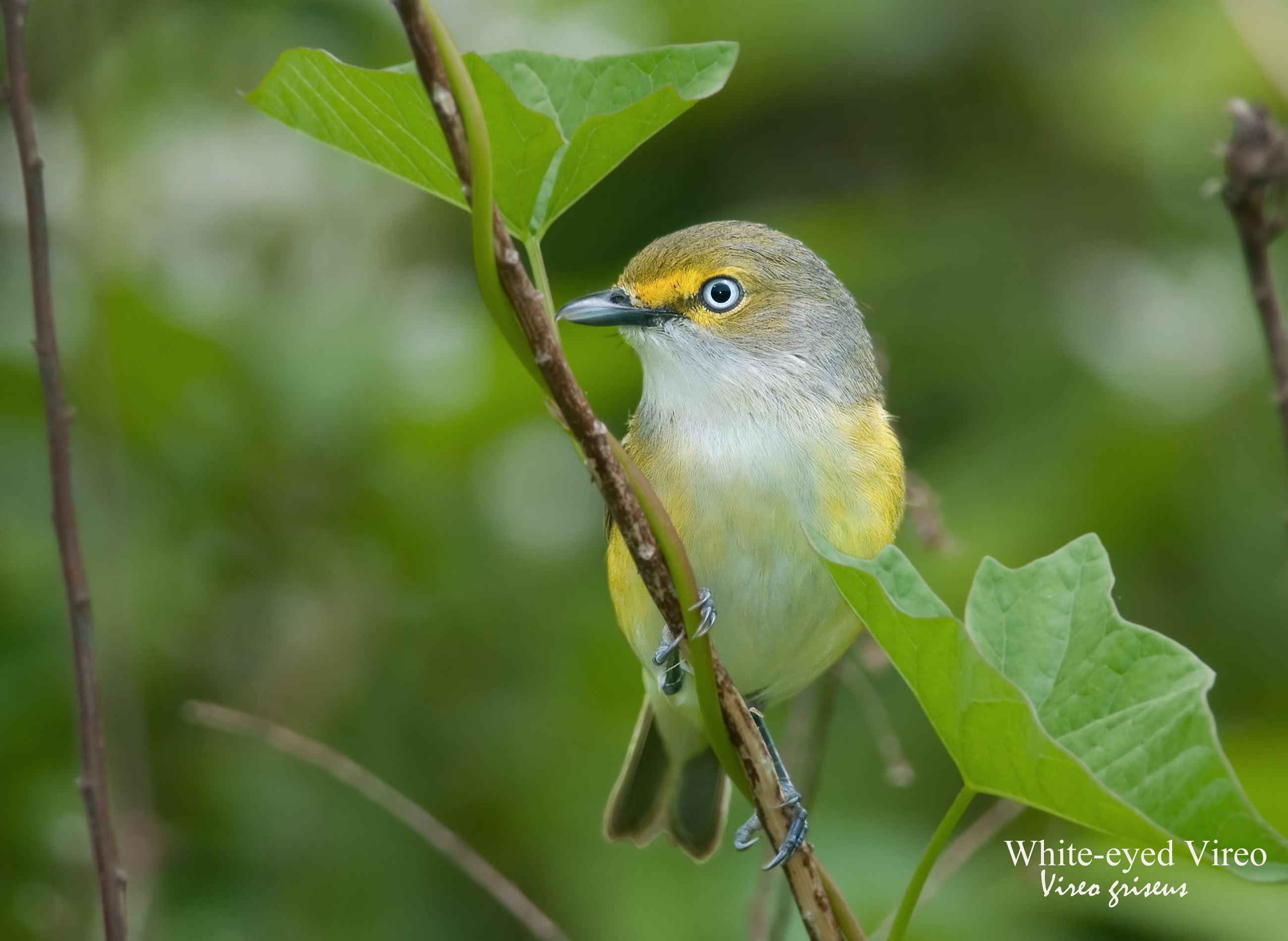 White-Eyed Vireo - 1